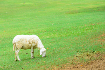 Sheep on a farm, sheep on the beautiful green meadow