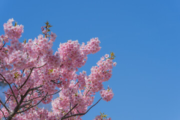 桜　春　ピンク