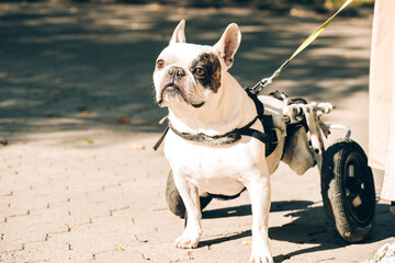 Dog with disabilities walking in wheelchair. Common french bulldog health issues. Dog's mobility...