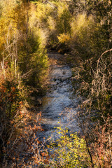 Fall Color Leaves and Trees surrounding Whychus Creek in Oregon