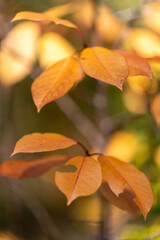 Fall Color Leaves and Trees in the forest in Central Oregon