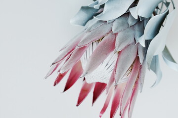 Protea flower close up on blue color background. South African light pink King Protea. Floral card....