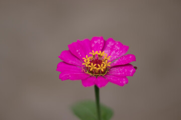 beautiful  flower in the garden with blur background.