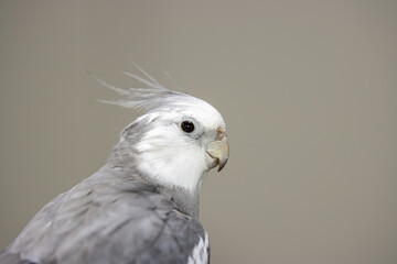 close up of a parrot