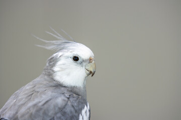 close up of a parrot