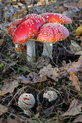 Poisonous mushrooms. Red fly agarics in the oak forest