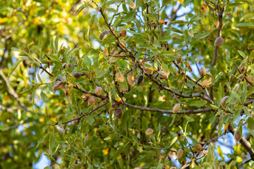 Almond leaves 