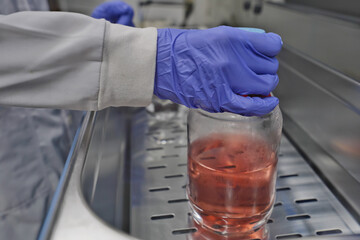 Hand of researcher with nitrile grove, The researcher warm the cell culture media in the water bath to prepare cell test and change media. The lab test in the laboratory room.