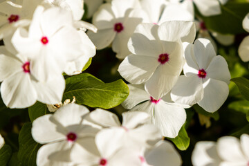 Fototapeta premium white orchid flower