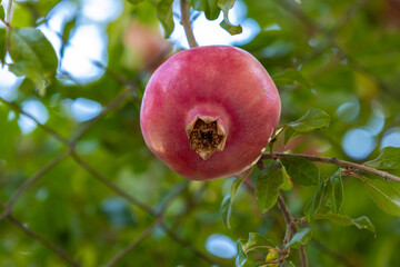 pomegranate fruit on tree