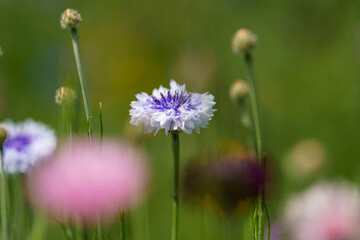 ヤグルマギク 紫 花
