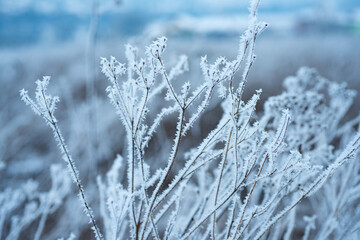 Ice covered branch against snowy background. Tree branch in snow. Frozen in the ice tree branches in winter.