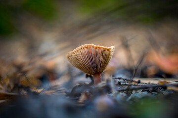 Closeup shot of Lactarius tabidus commonly known as birch milkcap.