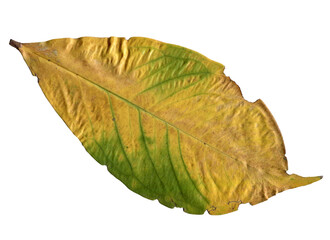 old dry leaves leaf on white background.Top view. Clipping path