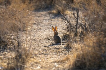 Desert rabbit from behind in a park, Joshua Tree, California, United States