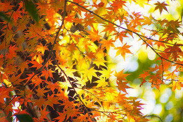 鮮やかなモミジ