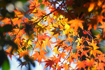 輝くモミジの葉