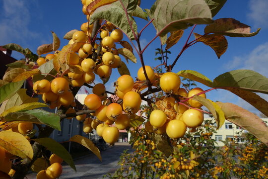 aple on a tree