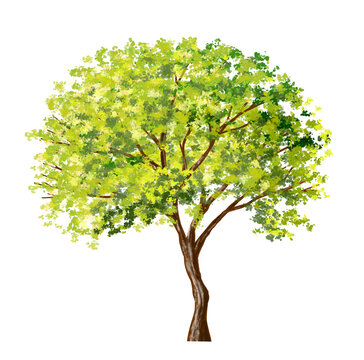 watercolor of tree side view isolated on white background for landscape  and architecture drawing, elements for environment and garden, painting botanical for section and elevation 