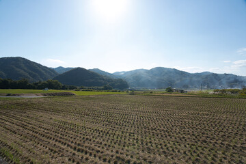 Fototapeta na wymiar rice field after harvesting