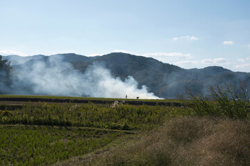 Burning rice fields after harvesting (Japanese agricultural method)
