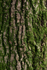 tree cortex texture