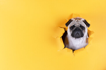 pug dog in a yellow paper hole
