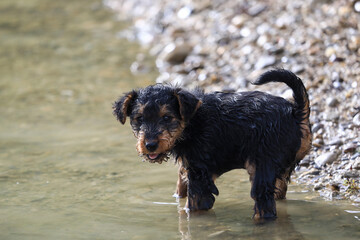 8 week old Welsh Terrier hunting dog puppy is having great fun playing and exploring in the water for the first time.
