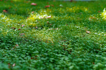 green grass background  