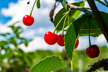 Photography on theme beautiful fruit branch cherry tree