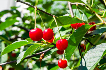 Photography on theme beautiful fruit branch cherry tree