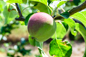 Photography on theme beautiful fruit branch apple tree