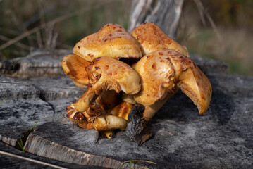 Fungus Lentinus tigrinus on dead tree