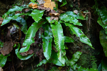 Asplenium scolopendrium in a moist ravine