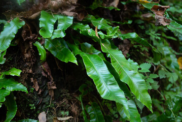 Asplenium scolopendrium in a moist ravine