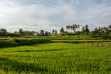 Fototapeta na wymiar Green rice fields in the afternoon