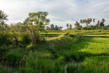 Fototapeta na wymiar Green rice fields in the afternoon