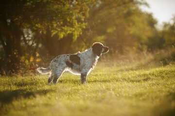Obraz premium english springer spaniel standing in the park at sunset