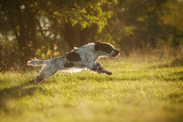 english springer spaniel at sunset in the park runs