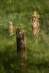 Old logs on the Red Lake in Romania, a natural dam lake formed following the collapse of a slope due to an earthquake