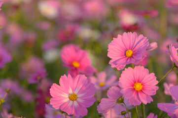 Fototapeta premium 景観植物のコスモス畑