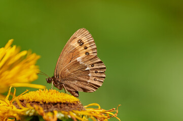 Erebia euryale, the large ringlet. Beautiful butterfly sitting on wildflower with a green background