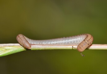 Millipede (Diplopoda) crawling along a wild grass stalk with copy space in Houston, TX. Common arthropod found throughout the world.