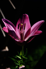 Fototapeta premium Lilia w promieniach słońca