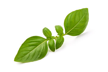 Fresh organic basil leaves, isolated on white background.