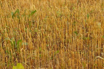 Stubble field after wheat harvest