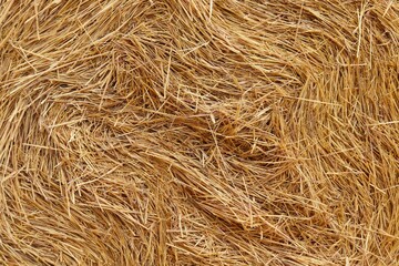 Background, texture of straw twisted into a roll after harvesting wheat
