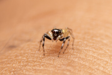 Jumping spider on pink flowers in the garden. Hyus spider on flowers with green background.