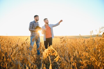 Two farmers in a field examining soy crop at sunset © Serhii