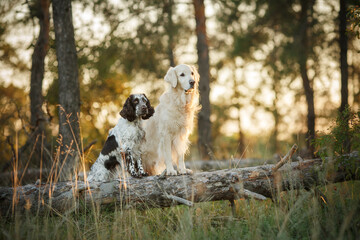 dogs english springer spaniel and golden retriever at sunset in the park